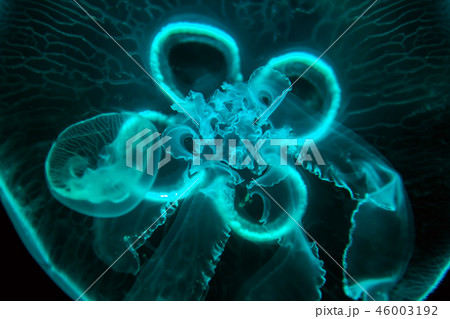 Jellyfish moving through water Jellyfish moving through water 46003192