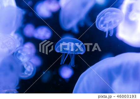 Jellyfish moving through water Jellyfish moving through water 46003193