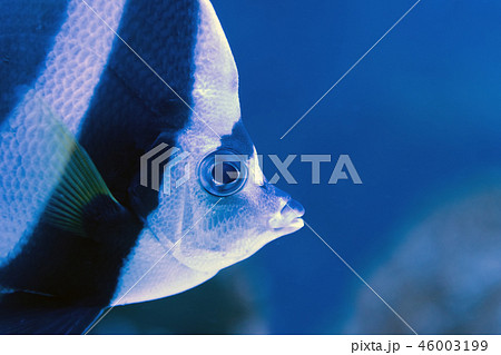 Moorish idol swimming in the aquarium Moorish idol swimming in the aquarium 46003199
