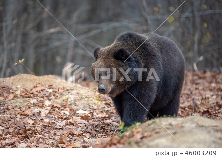 Bear in autumn forest Bear in autumn forest 46003209