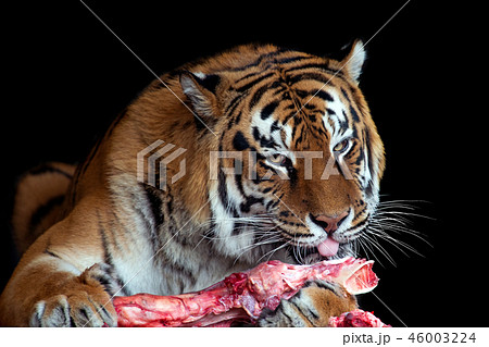 Tiger eating meat on black background Tiger eating meat on black background 46003224
