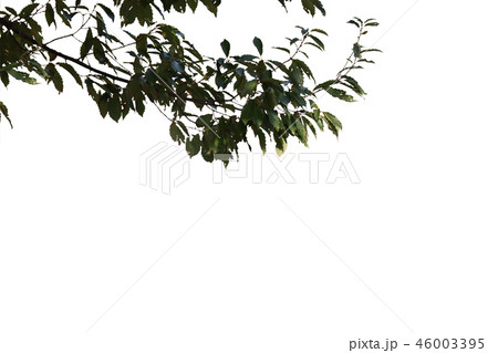 広葉樹１　切り抜き 46003395