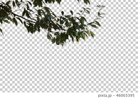 Hardwood 1 cut out 46003395