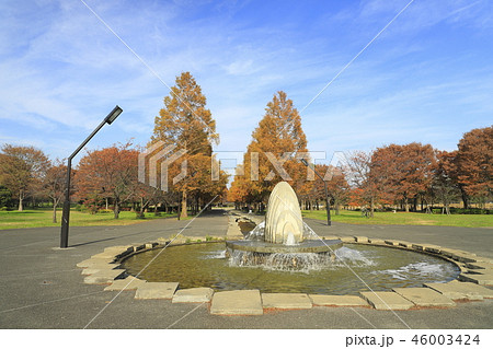 舎人公園（とねりこうえん）の噴水とメタセコイアの並木道 46003424