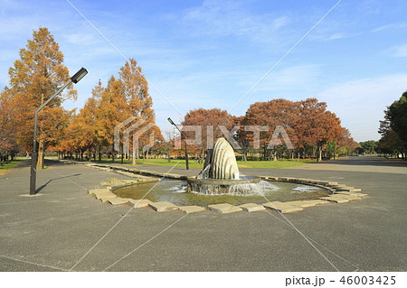 舎人公園（とねりこうえん）の噴水とメタセコイアの並木道 46003425