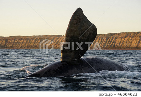 セミクジラ 46004023