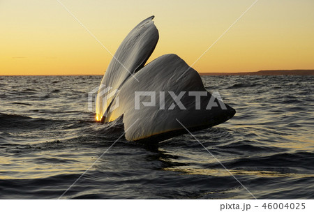 セミクジラの尾びれ 46004025