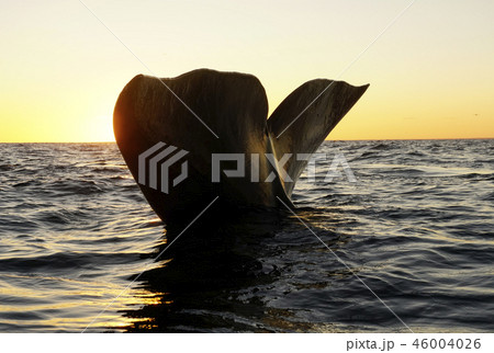 セミクジラの尾びれ 46004026