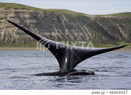セミクジラの尾びれ 46004027
