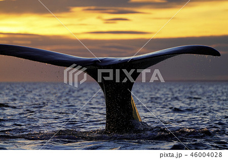セミクジラの尾びれ 46004028