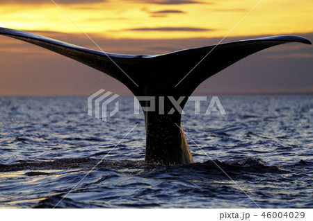 セミクジラの尾びれ セミクジラの尾びれ 46004029