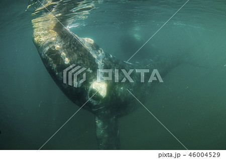 セミクジラ 46004529