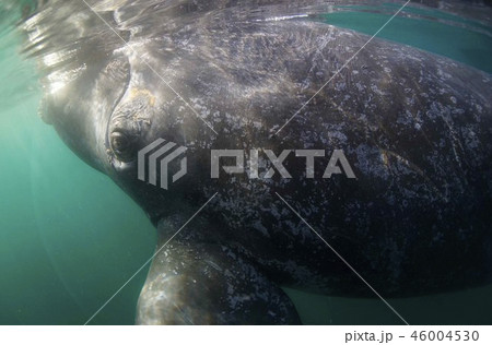 セミクジラ セミクジラ 46004530