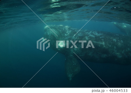 セミクジラ セミクジラ 46004533