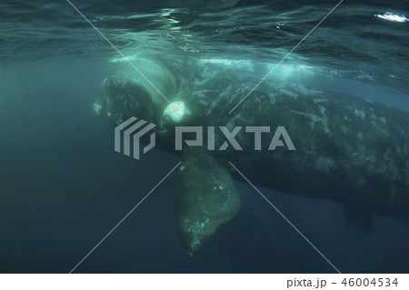 セミクジラ 46004534