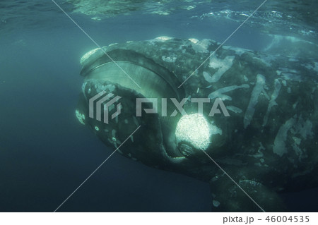 セミクジラ セミクジラ 46004535