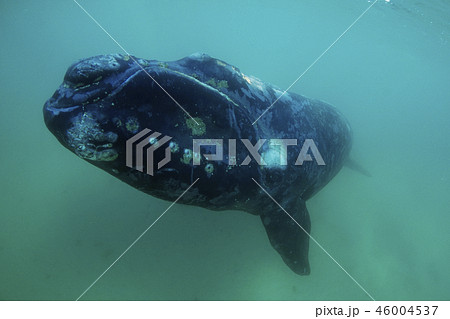 セミクジラ セミクジラ 46004537
