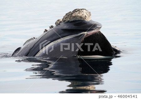 セミクジラ セミクジラ 46004541