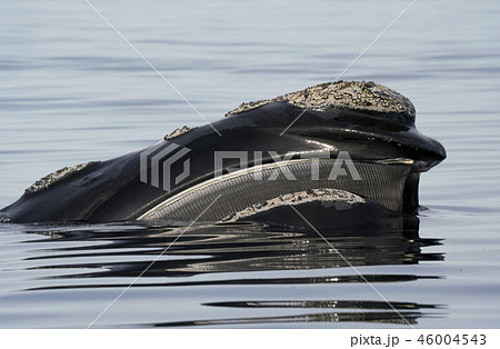 セミクジラ セミクジラ 46004543