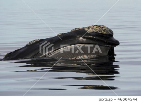 セミクジラ 46004544