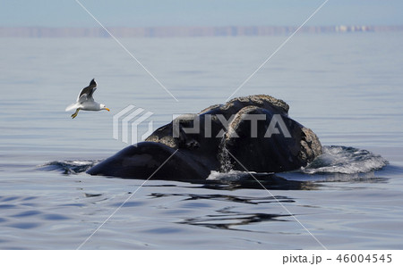 セミクジラ 46004545