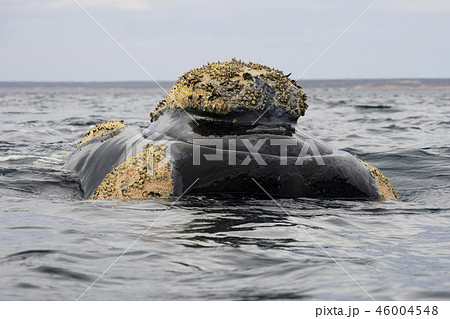 セミクジラ セミクジラ 46004548