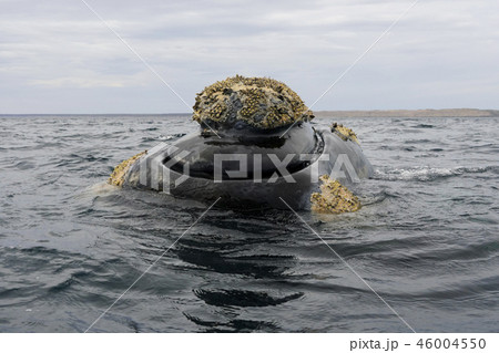 セミクジラ セミクジラ 46004550