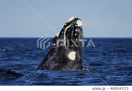 セミクジラ セミクジラ 46004555