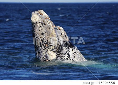 セミクジラ セミクジラ 46004556