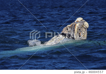 セミクジラ 46004557
