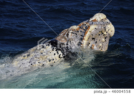 セミクジラ セミクジラ 46004558