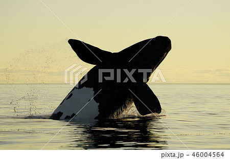 セミクジラ 46004564