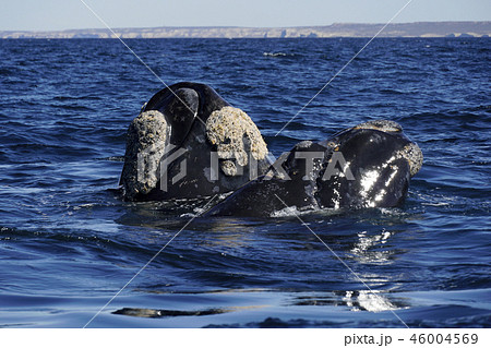 セミクジラ セミクジラ 46004569