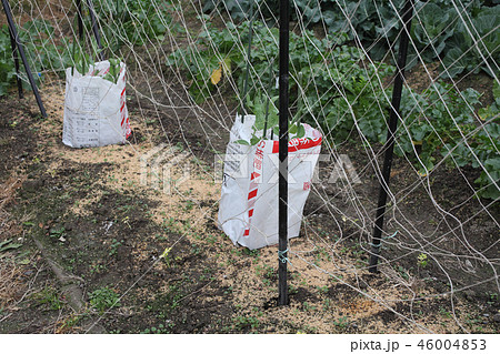 冬のスナックエンドウ畑のようす 46004853