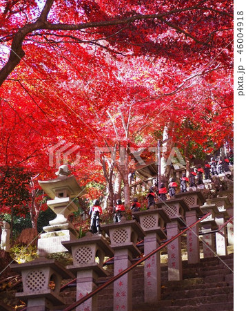 丹沢　大山寺 46004918