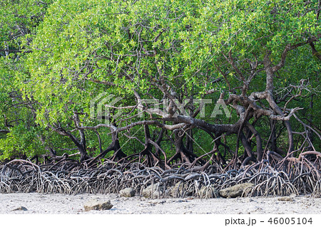 Mangrove forest 46005104