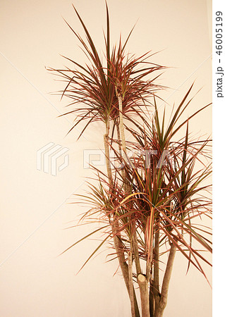 観葉植物・ドラセナコンシンネ・トリカラーレインボー 46005199