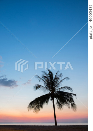 Palm tree Palm tree 46005432