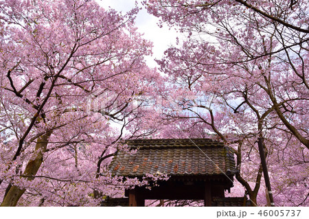 桜景 高遠小彼岸桜の写真素材