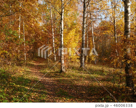 bright yellow autumn landscape 46006338