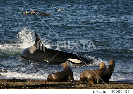 オタリアを襲うシャチ 46006432