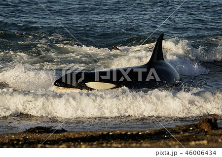 オタリアを襲うシャチ 46006434