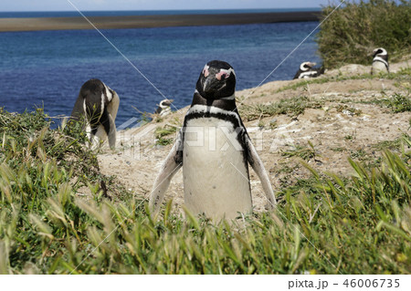 マゼランペンギン 46006735