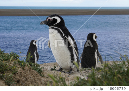 マゼランペンギン 46006739