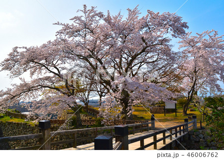 桜景 彦根城 出曲輪 桜景 彦根城 出曲輪 46006762