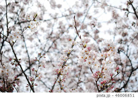 桜・曇り空 桜・曇り空 46006851
