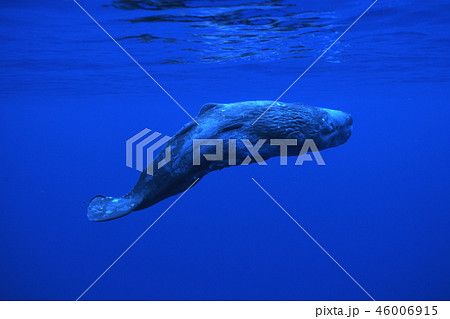 マッコウクジラ 46006915