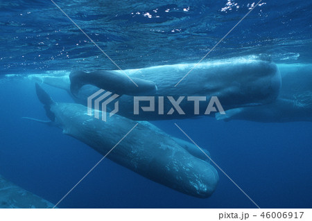 マッコウクジラの写真素材 [46006917] - PIXTA