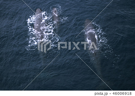 マッコウクジラ マッコウクジラ 46006918