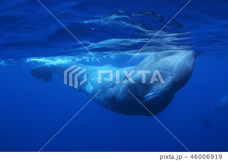 マッコウクジラ 46006919